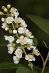 Chokecherry